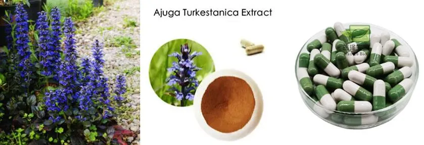 Muscle Building Ajuga Turkestanica Extract Powder 2% 10% Turkesterone Capsule